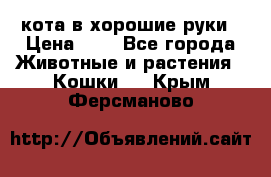 кота в хорошие руки › Цена ­ 0 - Все города Животные и растения » Кошки   . Крым,Ферсманово